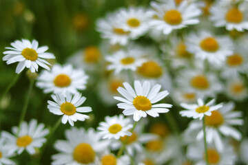 Matricaria Recutita. Flowering Chamomile.     Wild Chamomile in summer meadow. Chamomile field. Beautiful blooming medical chamomiles. 