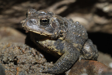 American Toad (Anaxyrus americanus) found in northeast Ohio. 