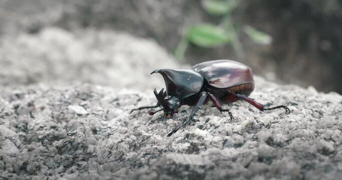 Close up great tropical rhinoceros beetle, Xylotrupes gideon, arge male rhinoceros beetle moves along the stone surface.