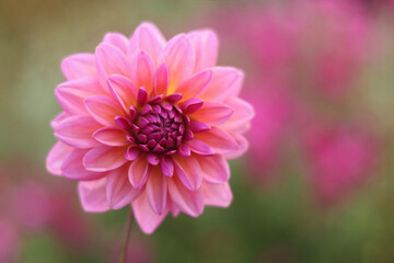 Beautiful pink Dahlia flower on a background of other Dahlias flowers. Pink dahlia flower in real garden. Floral background. Greeting card. Valentines day. Mothers day. Copy space. Autumn flower   