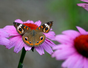 Beautiful Common Buckeye butterfly at garden area