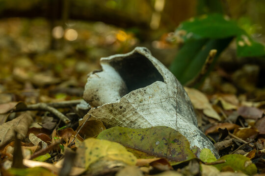 Broken Conch Shell Rests On Forest Floor