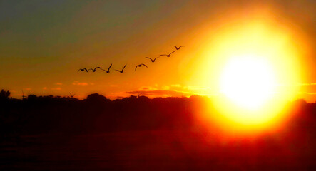 Birds Flying Towards the Setting Sun