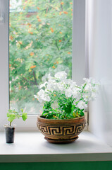Large white petunia flowers in a beautiful clay pot on the windowsill in summer.