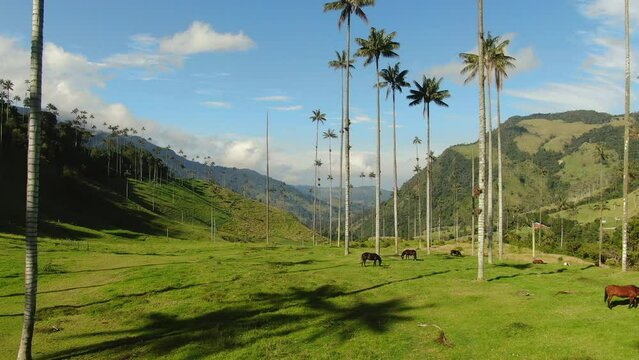 Aerial view of Colombian famous place in Andes mountains Cocora valley. Flying above mountain between palms in South America. Drone flight 4K, green hills and blue sky background.