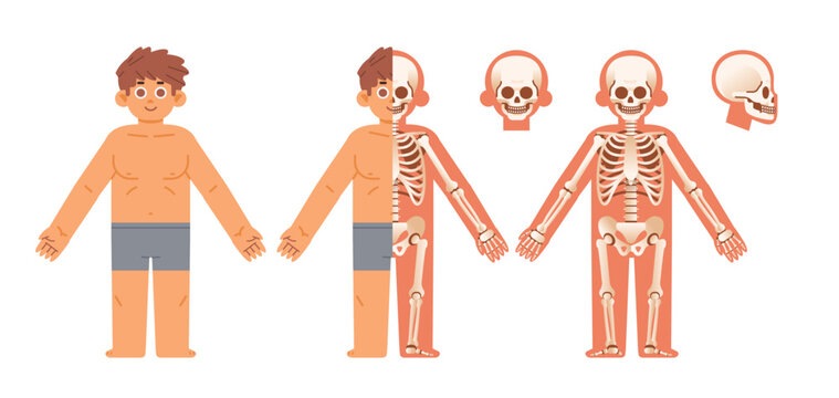 Simple Cartoon male skeleton system cross section frontal view. Flat vector anatomical infographics