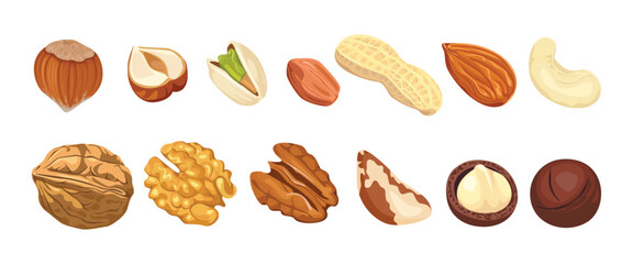Nuts collection. Peanut, walnut, hazelnut, pecan, Brazil nut, pistachio, almond, macadamia and cashew. Vector cartoon illustration. - obrazy, fototapety, plakaty