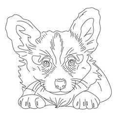Outline drawing of corgi puppy, dog illustration. The dog's face is drawn with lines. Drawing of a dog for a tattoo