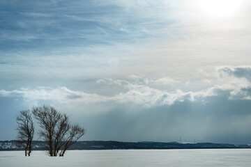 日の光を浴びる木