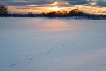 夕暮れの雪原に残るキタキツネの足跡