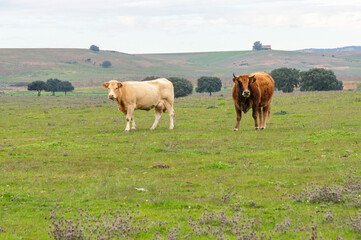 Bovine Duality: Cows in the Expansive Meadow under a Gray Sky.