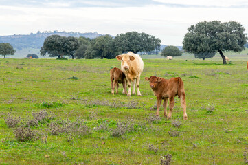 Bovine Maternity: White Cow with Calves in the Green Meadow, under a Gray Sky.