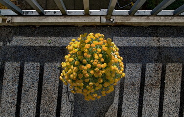 Letzte Asternblüten im Herbst auf einem Balkon - 700310877