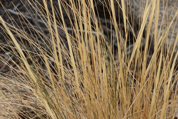 Desert Needle Grass, Stipa Speciosa, a native monoclinous perennial herb, withers in dormancy during cooler months until favorable conditions return, Autumn in the Little San Bernardino Mountains.