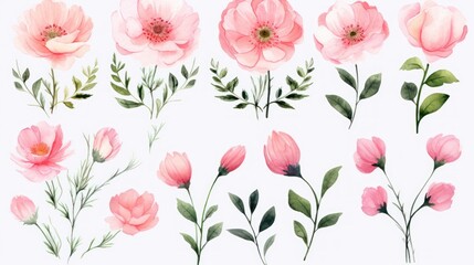  a set of watercolor pink flowers with green leaves and buds on a white background with a place for text. - obrazy, fototapety, plakaty