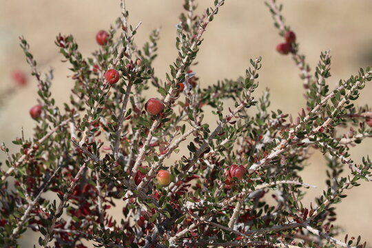 Halls Purple Bush, Tetracoccus Hallii, a native perennial dioecious shrub displaying immature spheric trichomatic capsule fruit during late Autumn in the Eagle Mountains, Northwest Sonoran Desert.