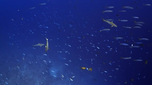 Grey Sharks swimming over on the coral reef in the pass of Tiputa of the Atoll of Rangiroa in the French Polynesia in the middle of the South Pacific