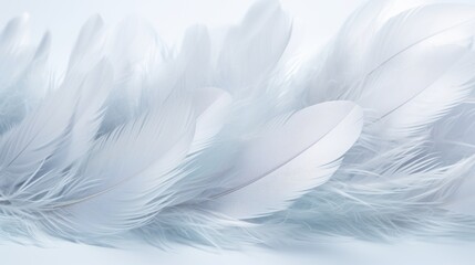  a group of white feathers laying on top of a white table top next to a white wall with a light blue background.