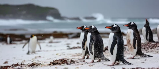 Rolgordijnen Gentoo penguins on a white sand beach, including an odd one out, on Carcass Island in the Falklands. © TheWaterMeloonProjec