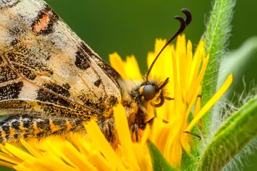 Wandaufkleber Macro shots, Beautiful nature scene. Closeup beautiful butterfly sitting on the flower in a summer garden. © blackdiamond67