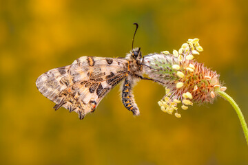 Macro shots, Beautiful nature scene. Closeup beautiful butterfly sitting on the flower in a summer garden.