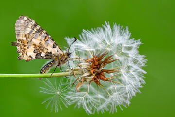 Macro shots, Beautiful nature scene. Closeup beautiful butterfly sitting on the flower in a summer garden.