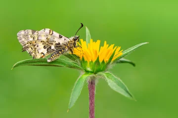 Foto auf Acrylglas Antireflex Macro shots, Beautiful nature scene. Closeup beautiful butterfly sitting on the flower in a summer garden. © blackdiamond67