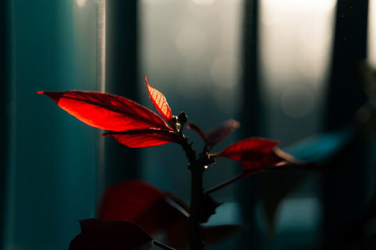Red houseplant, indoor flower in a plant pot, window plants, interior red and blue