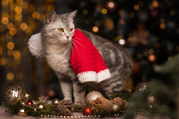 beautiful gray cat in New Year's lights for Christmas.