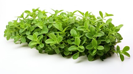 Obraz premium a group of small green plants on a white surface with one plant sprouting from the top and the other sprouting from the top.