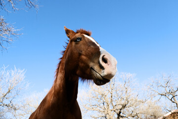 Funny horse face against blue sky background for animal themes in agriculture.