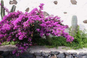 Beautuful blooming plant bouganville (Bougainvillea glabra, paper flower) with purple flowers, met...
