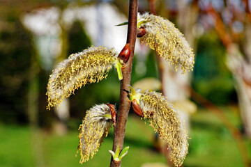 A twig of willow tree with flowering buds