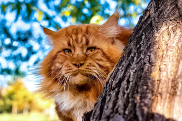 Naklejka na ściany i meble A very big red maine coon cat sitting on a tree in forest.