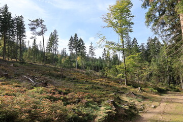 Idyllische Herbstlandschaft im Bayerischen Wald	