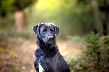 Shooting photo d'un magnifique chien noir dans une forêt 