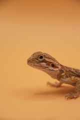 Baby Bearded Dragon