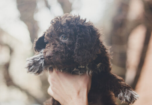 Stock image of a brown poodle puppy with a curly coat, held in human hands against a blurred background. Ideal for pet care, animal welfare, and veterinary use.