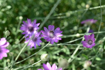 Purple flower of Annual Everlasting or Immortelle, Xeranthemum annuum, macro, selective focus
