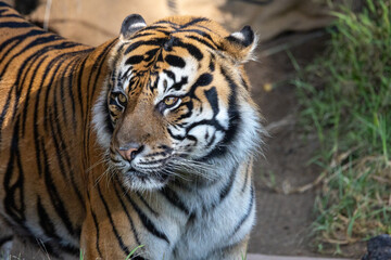 Portrait of a majestic tiger