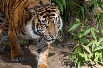 Portrait of a majestic tiger