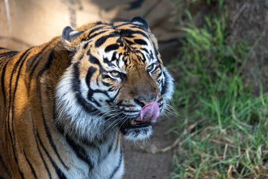 Close up of a tiger licking its face