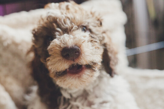 Stock photo capturing a bicolor poodle puppy with a whimsical smile set against a soft, textured background. The image highlights the puppy's fluffy white and brown coat.