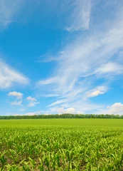 Foto op Plexiglas Corn field and blue sky. © Serghei V