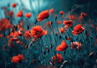 an image shows a field of red poppies