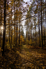 Herbstspaziergang in Podlachien, Ostpolen