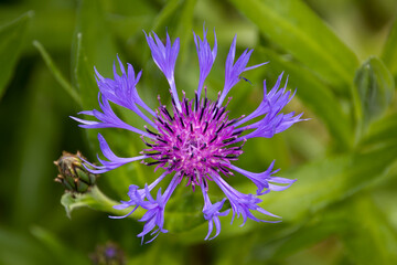 Cornflower in green spiral on a day in May