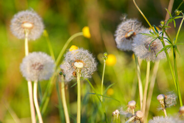 Dandelion in seeds on a day in May
