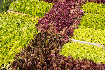 Close up of red and green lettuces in an organic greenhouse.