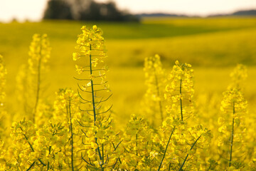 Obraz premium Proud rapeseed plants so beautiful in springtime
